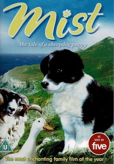 Border Collie Sheepdogs – Off Duty!